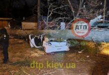 В Киеве упавшее дерево раздавило легковушку: погиб человек