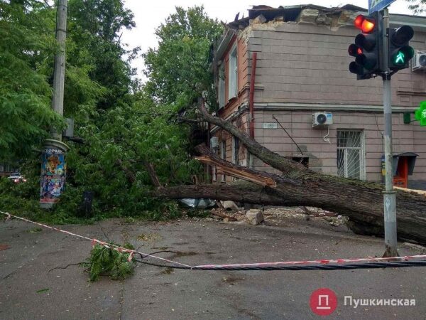 Город должен заплатить одесситу 95 тысяч гривен: это компенсация за упавшее на его машину дерево Город должен заплатить одесситу 95 тысяч гривен: это компенсация за упавшее на его машину дерево