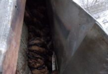 В Днепре в квартире обнаружили 700 летучих мышей