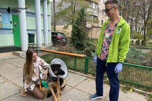 В Одессе лечат овчарку, раненную во время обстрела Херсонской области В Одессе лечат овчарку, раненную во время обстрела Херсонской области