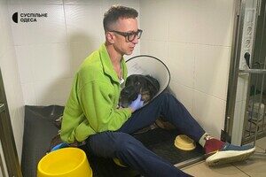 В Одессе лечат овчарку, раненную во время обстрела Херсонской области В Одессе лечат овчарку, раненную во время обстрела Херсонской области