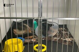 В Одессе лечат овчарку, раненную во время обстрела Херсонской области В Одессе лечат овчарку, раненную во время обстрела Херсонской области