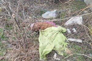Брала животных на передержку и доводила до смерти: в Одессе разыскивают живодерку Брала животных на передержку и доводила до смерти: в Одессе разыскивают живодерку