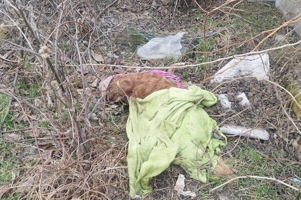 Брала животных на передержку и доводила до смерти: в Одессе разыскивают живодерку Брала животных на передержку и доводила до смерти: в Одессе разыскивают живодерку