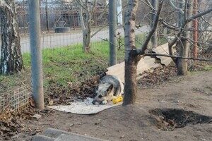 Брала животных на передержку и доводила до смерти: в Одессе разыскивают живодерку Брала животных на передержку и доводила до смерти: в Одессе разыскивают живодерку