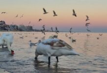 Когда ждать снег: какая погода ожидает одесситов в январе