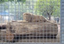Ближе к природе: где в Одессе можно посмотреть на экзотических животных