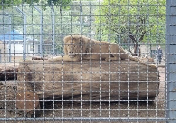 Ближе к природе: где в Одессе можно посмотреть на экзотических животных Ближе к природе: где в Одессе можно посмотреть на экзотических животных