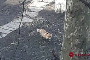 В Одессе чаще стали замечать лисиц: что делать при встрече В Одессе чаще стали замечать лисиц: что делать при встрече