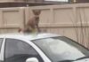 В Одессе чаще стали замечать лисиц: что делать при встрече