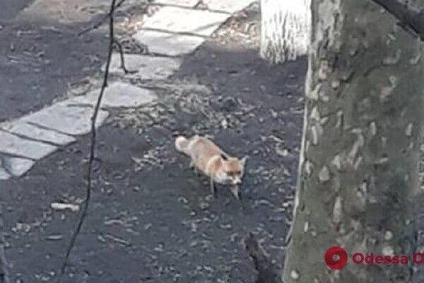 В Одессе чаще стали замечать лисиц: что делать при встрече В Одессе чаще стали замечать лисиц: что делать при встрече