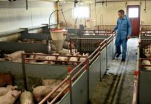 Данія запровадить перший в Європі податок на викиди вуглецю в сільському господарстві