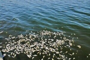 В Одессе и пригороде с утра чувствовался неприятный запах: причина В Одессе и пригороде с утра чувствовался неприятный запах: причина