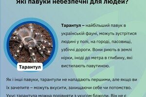 Какие пауки опасны для людей в Одесской области Какие пауки опасны для людей в Одесской области