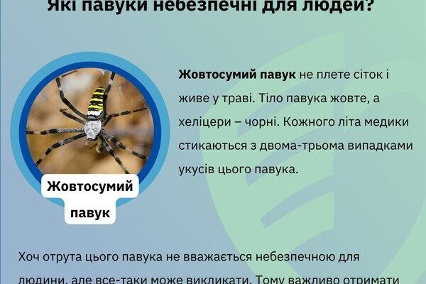 Какие пауки опасны для людей в Одесской области Какие пауки опасны для людей в Одесской области