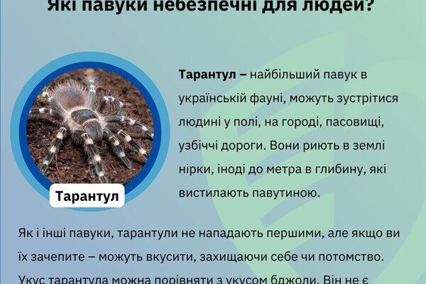 Какие пауки опасны для людей в Одесской области Какие пауки опасны для людей в Одесской области