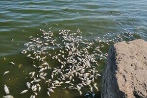 В Одессе и пригороде с утра чувствовался неприятный запах: причина В Одессе и пригороде с утра чувствовался неприятный запах: причина