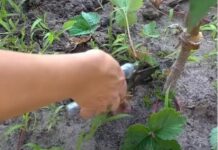 Як врятувати город від спеки та посухи: ці способи вас точно здивують