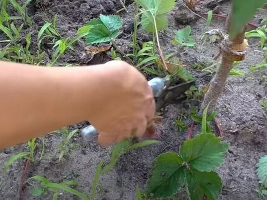 Як&nbsp;врятувати город від спеки та&nbsp;посухи: ці&nbsp;способи вас точно здивують