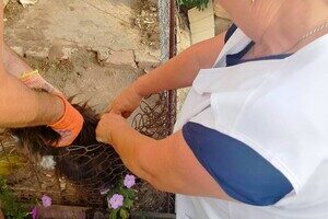 В Одесской области бесплатно вакцинируют животных от бешенства: куда обращаться В Одесской области бесплатно вакцинируют животных от бешенства: куда обращаться