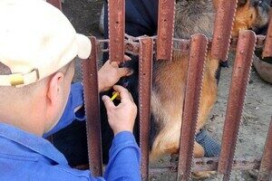 В Одесской области бесплатно вакцинируют животных от бешенства: куда обращаться В Одесской области бесплатно вакцинируют животных от бешенства: куда обращаться