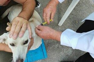 В Одесской области бесплатно вакцинируют животных от бешенства: куда обращаться В Одесской области бесплатно вакцинируют животных от бешенства: куда обращаться