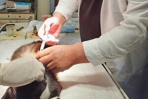 В Одесской области бесплатно вакцинируют животных от бешенства: куда обращаться В Одесской области бесплатно вакцинируют животных от бешенства: куда обращаться