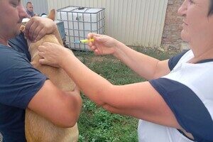 В Одесской области бесплатно вакцинируют животных от бешенства: куда обращаться В Одесской области бесплатно вакцинируют животных от бешенства: куда обращаться