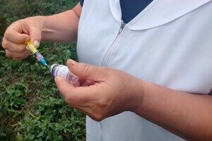 В Одесской области бесплатно вакцинируют животных от бешенства: куда обращаться В Одесской области бесплатно вакцинируют животных от бешенства: куда обращаться