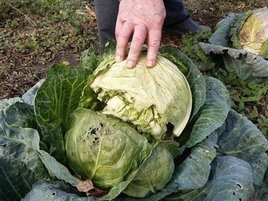 Чому тріскаються головки капусти: основні причини та способи профілактики