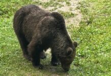 Трагедия в горах Румынии: медведь загрыз туристку
