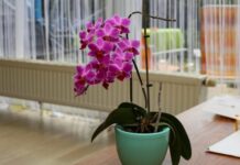 Орхідеї цвістимуть цілий рік: приготуйте ці прості та ефективні добрива