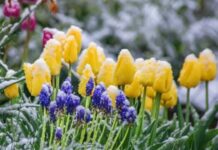 Апрельские заморозки: какая погода будет в Одессе на следующей неделе