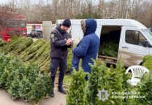 В Одессе проверяют елочные базары: полиция контролирует законность продаж хвойных деревьев